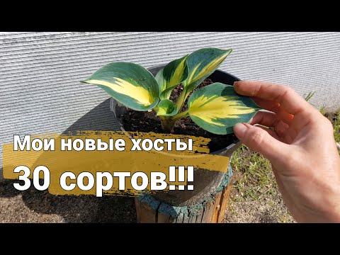 Видео: В коллекции хост прибавление! Новые хосты 2023