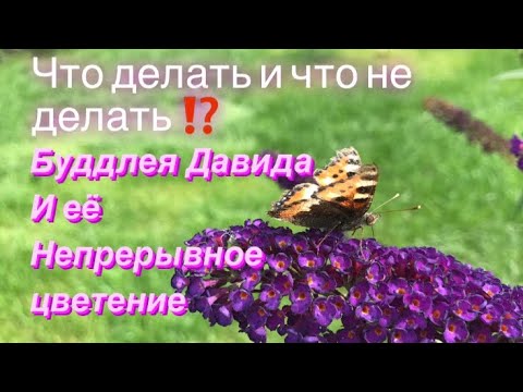 Видео: Как не потерять куст Буддлеи Давида и продлить цветение 🌱