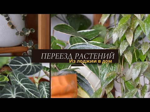 Видео: Переезд растений в квартиру. Обзор моих стеллажа и полок. Про досвет растений. 🌿