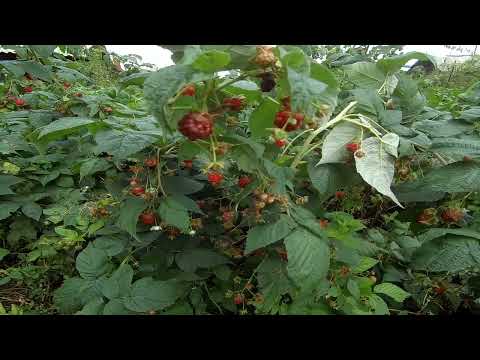 Видео: 2 сентября 25