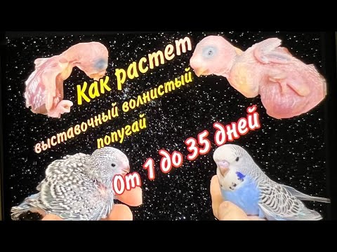 Видео: Как растет выставочный волнистый попугай (чех) от 1 до 35 дней