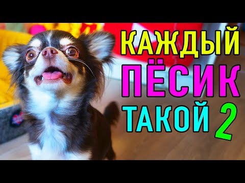 Видео: КАЖДЫЙ ПЕСИК ТАКОЙ 2 | ПАРОДИЯ Magic Pets