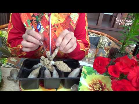 Видео: Когда проращивать клубни георгинов