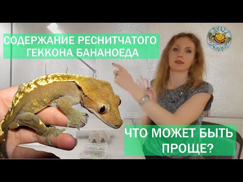 Видео: Содержание реснитчатого геккона бананоеда. Всё просто!