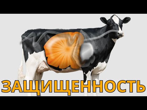 Видео: Виталий Акимов - беседа о защищенных элементах питания в рационах коров.