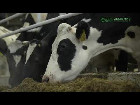 Видео: ФидКонсалт и Zinpro® - опыт совместной работы