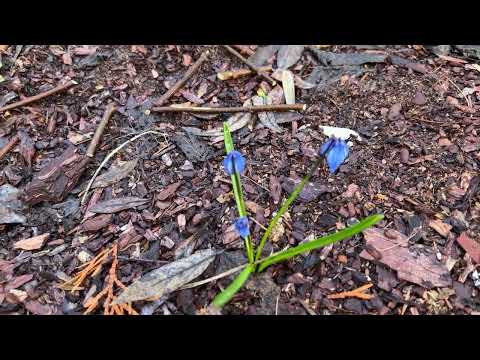 Видео: Коллекционно - дизайнерский сад Фантазии у леса