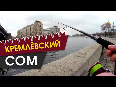 Видео: Сом в центре Москвы!