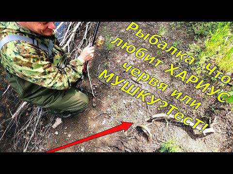 Видео: Ловля ХАРИУСА - ТЕСТ приманок ! Что лучше ЧЕРВЯК или МУШКА!!!???Хороший ХАРИУС БЕРЕТ.