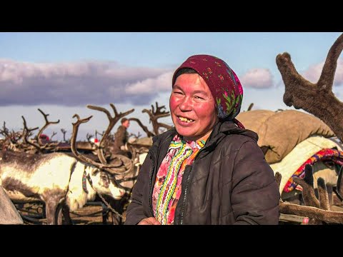 Видео: Оленеводы Крайнего Севера. Семья Климовых | Ясавэй