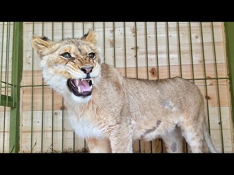 Видео: Спасённая львица из Саратова НАЧИНАЕТ НОВУЮ ЖИЗНЬ! Она знакомится с другими ЛЬВАМИ!