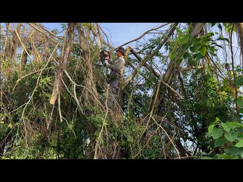 Видео: Обрезка Ficus benjamina L — это здорово! Техника обрезки для спасения дерева