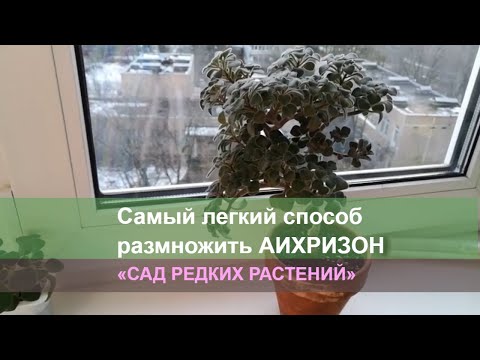 Видео: Аихризон дерево любви, вегетативное размножение. Самый простой способ размножение черенками