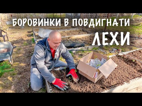 Видео: Един ден с нас на село! Засаждаме боровинки в повдигнати лехи. Подготвяне на повдигната леха.
