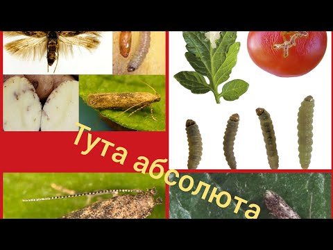 Видео: 16.Томатный моль (TUTA qurti haqida ma'lumotlar)