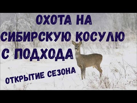 Видео: ОХОТА НА СИБИРСКУЮ КОСУЛЮ С ПОДХОДА. ОТКРЫТИЕ СЕЗОНА!!!