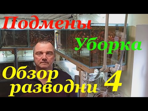 Видео: Подмена воды и уборка в аквариумах на разводне