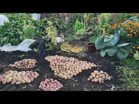 Видео: Огородные работы в сентябре перебираю картошку и собираю богатый урожай всего! 