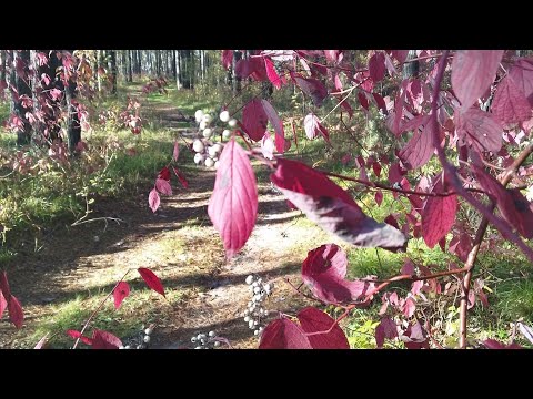 Видео: Едем в лес за валежником🌳👍