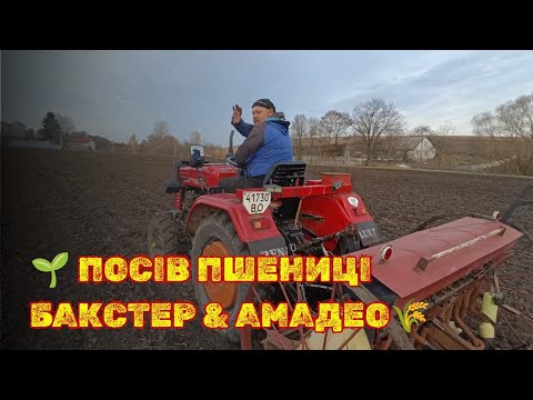 Видео: 🌱Сіємо дворучку на зиму | Сорти Baxter & Amadeo🌾