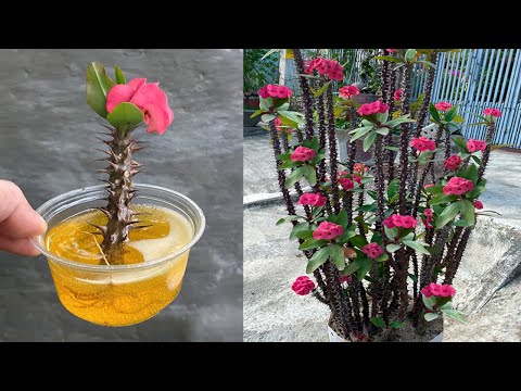 Видео: Очень здорово размножать Euphorbia milii, используя этот малоизвестный трюк.