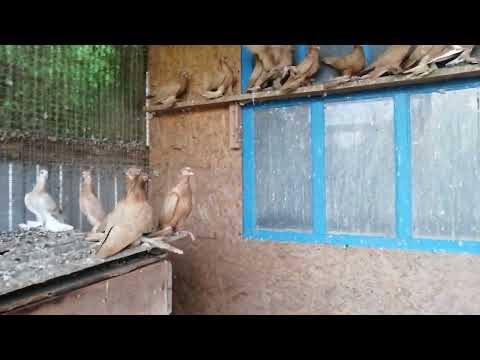 Видео: узбекские голуби Темрюк 8 07 24