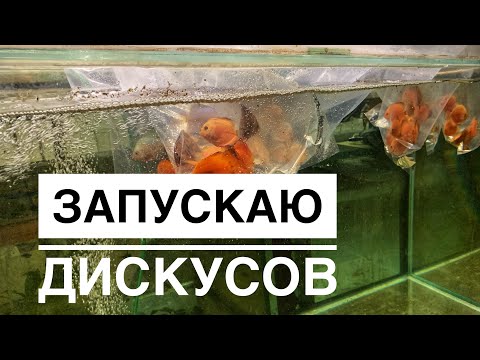 Видео: Запуск дискусов