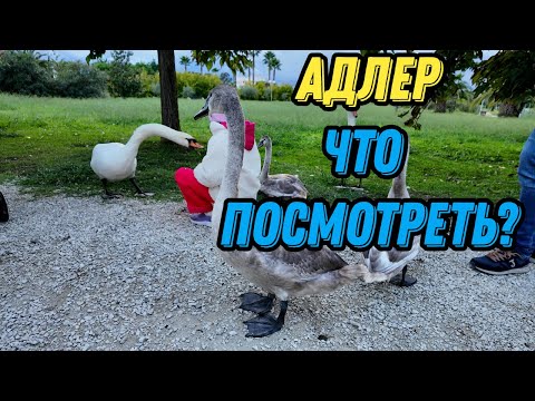 Видео: Адлер 2025 что посмотреть