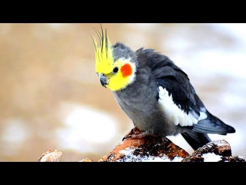 Видео: С любов към корелите