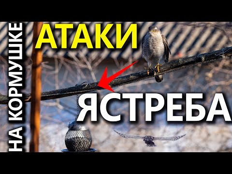 Видео: Ястреб атакует птиц на кормушках