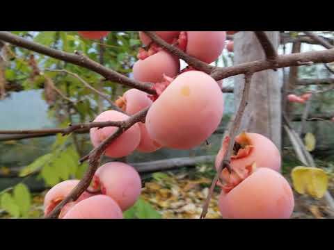 Видео: ХУРМА ШАРОН. Средина ноября, плоды созревают.