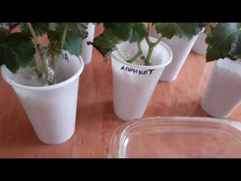 Видео: 100% результат укоринения, бегонии Элатиор в агроперлите.