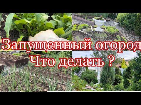 Видео: Запустила огород , чтооооо делать?