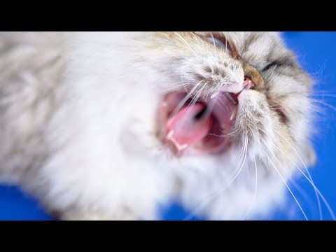 Видео: В мой зоомагазин пришла свирепая кошка!😻🛁✂️❤️