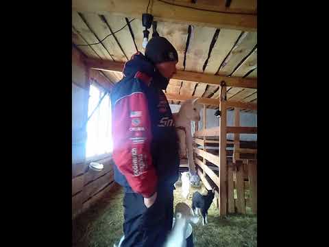 Видео: Как и когда я перевожу козлят на сено и зерно. Личный опыт.
