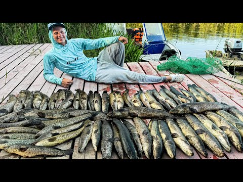 Видео: Нашли ЛОГОВО СТРАШНЫХ РЫБ! Рыбалка на ЗМЕЕГОЛОВА! ЗРЕЛИЩНЫЕ АТАКИ НА ЛЯГУШЕК и СЪЕМКА С ДРОНА!