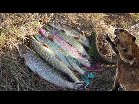 Видео: Жор щуки в ноябре.Пулеметная раздача зубастой