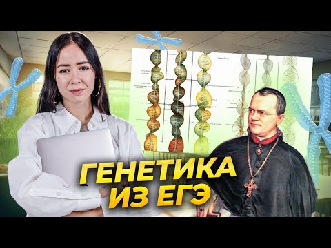 Видео: Решаем генетику из ЕГЭ Биология 2023