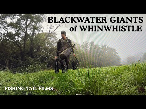 Видео: Невоспетые рыбные гиганты реки Блэкуотер в рыболовном хозяйстве Уинвисл, Хэмпшир #речнаярыбалка