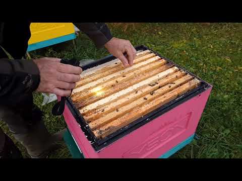 Видео: Визуальный осмотр семей. Меняем пленку на холстик.3 ноября 2025 г.