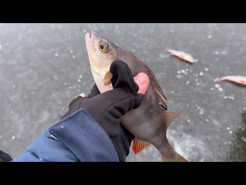 Видео: Мікрон не може - мотиль допоможе