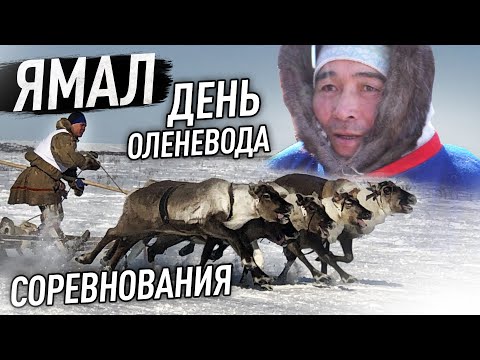 Видео: Вездеход Русак в Арктике. Ямал. Часть 3. День оленевода в Яр Сале.  Гонки на оленях. Борьба Тарома.