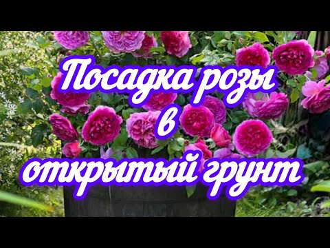 Видео: 🌹🌹🌹Посадка розы с ОКС  в открытый грунт. Мой опыт