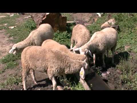 Видео: "Десет години развој на општина Македонски Брод" 2 дел