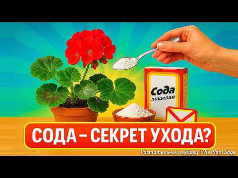 Видео: СОДА ДЛЯ РАСТЕНИЙ: 🌿 ПОЛЬЗА, ВРЕД, РЕЦЕПТЫ, ТОЧНЫЕ ДОЗЫ И ОПАСНЫЕ ТАБУ
