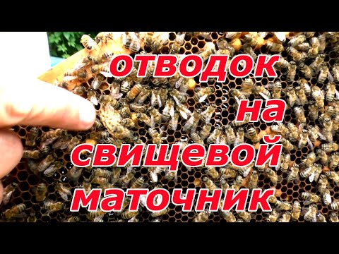 Видео: Отводок на свищевой маточник. Расширение пасеки