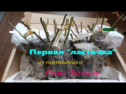 Видео: Первая  "ласточка"  из питомника Розы Фокино