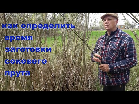 Видео: Как определить время заготовки сокового прута