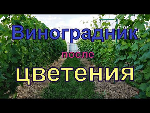Видео: Виноград . Затяжное цветение . Обязательная  обработка от болезней .