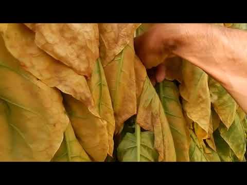 Видео: Выжелчивание табака кустом